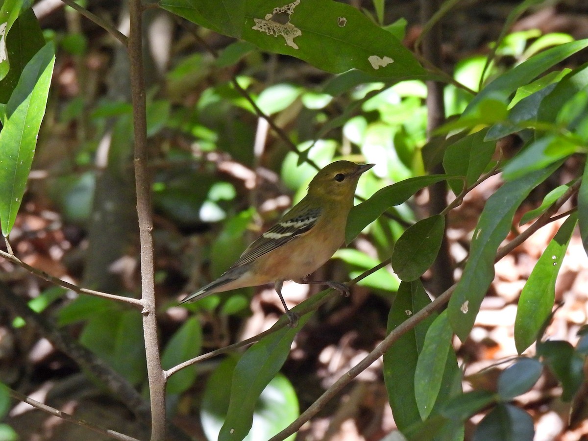 Bay-breasted Warbler - ML392649641