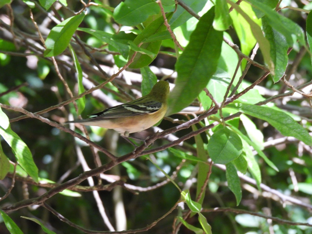 Bay-breasted Warbler - ML392649691