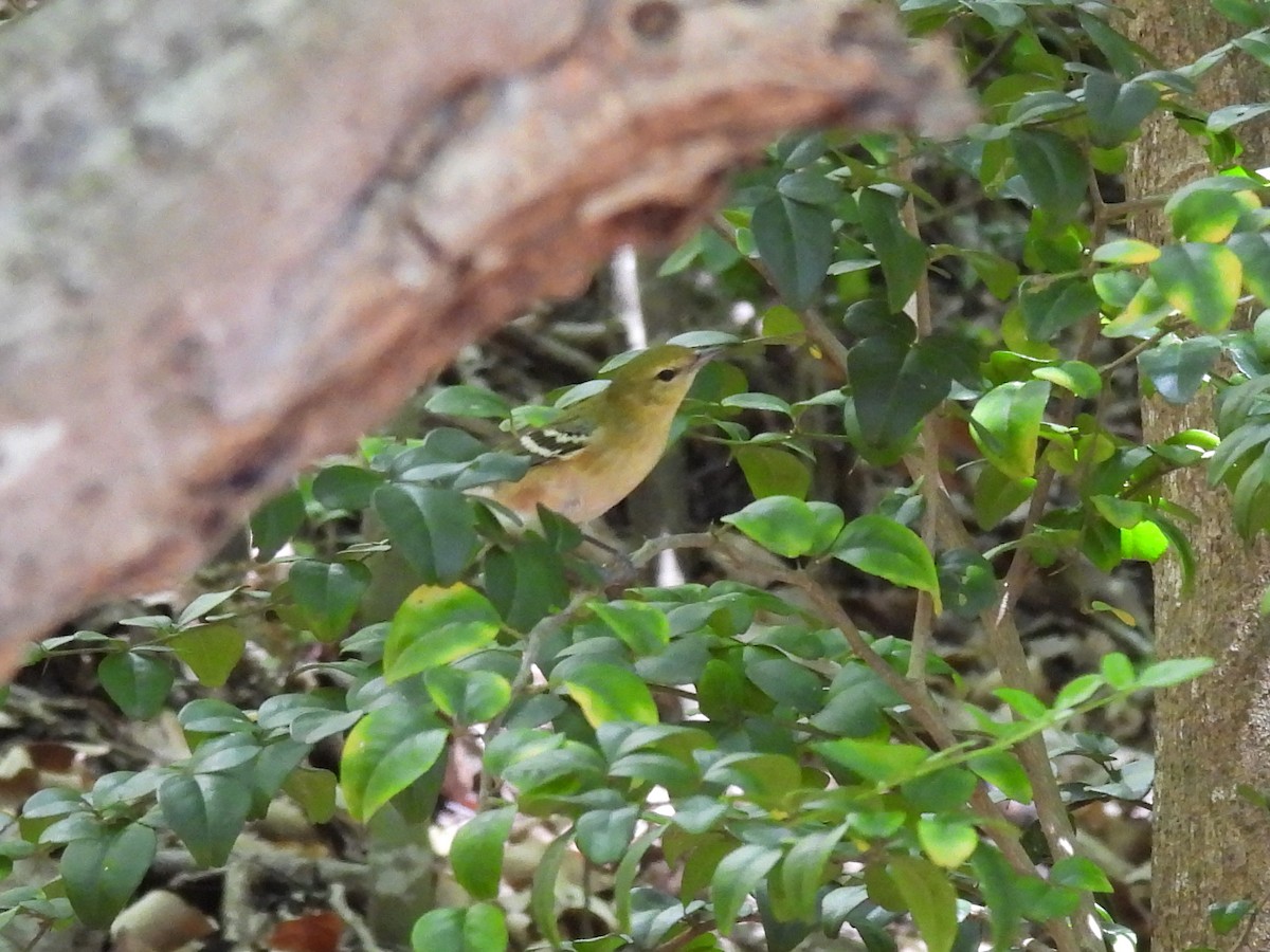 Bay-breasted Warbler - ML392649801
