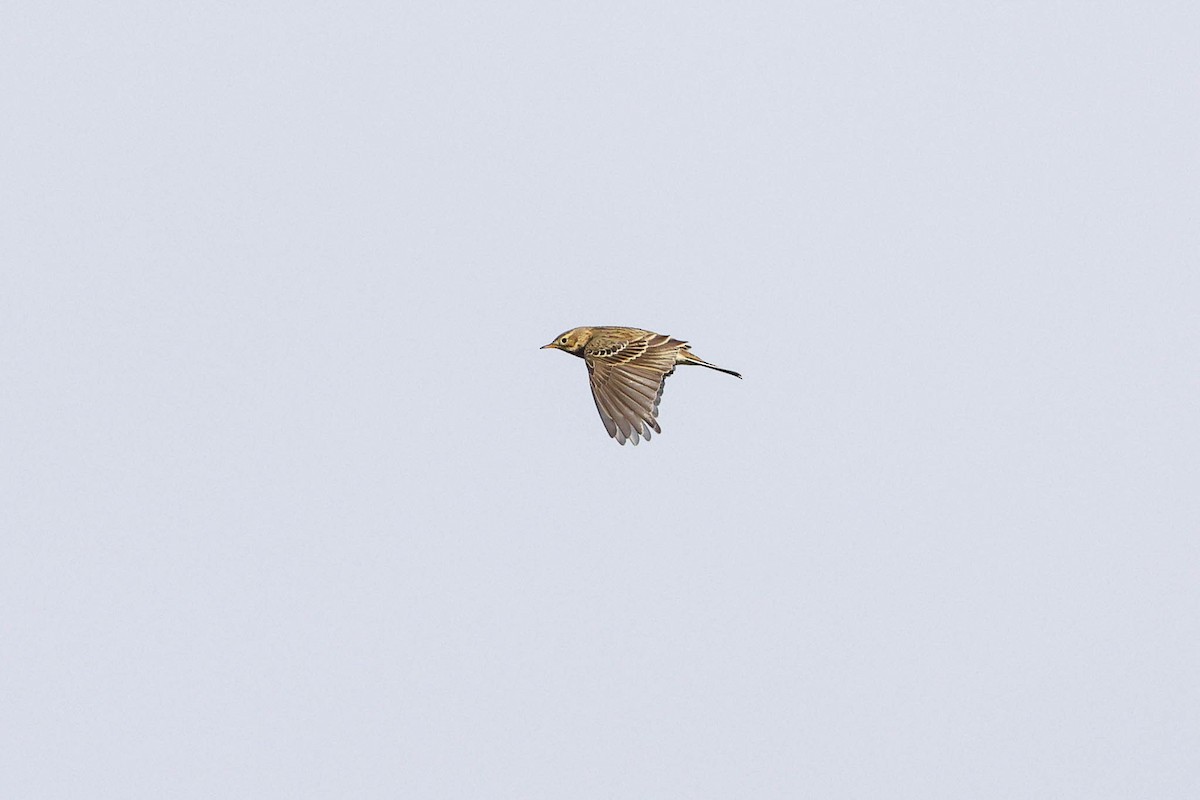 Meadow Pipit - Ged Tranter