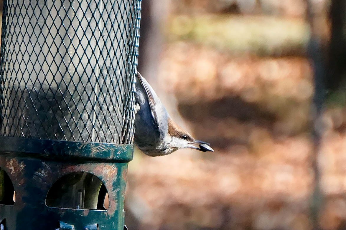 Brown-headed Nuthatch - ML392652691