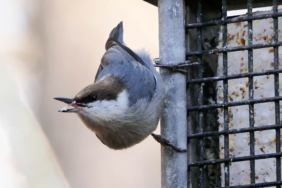 Brown-headed Nuthatch - ML392653181