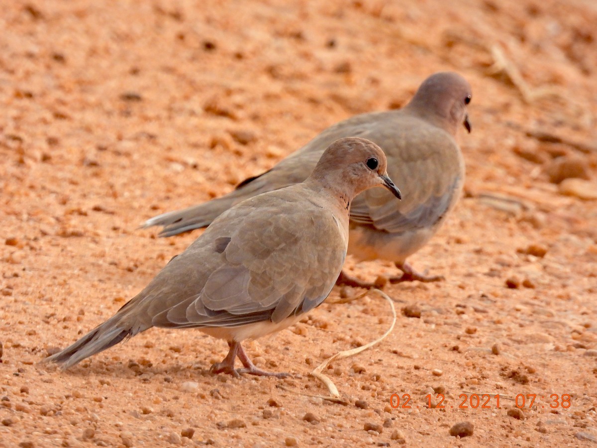 Laughing Dove - ML392657581