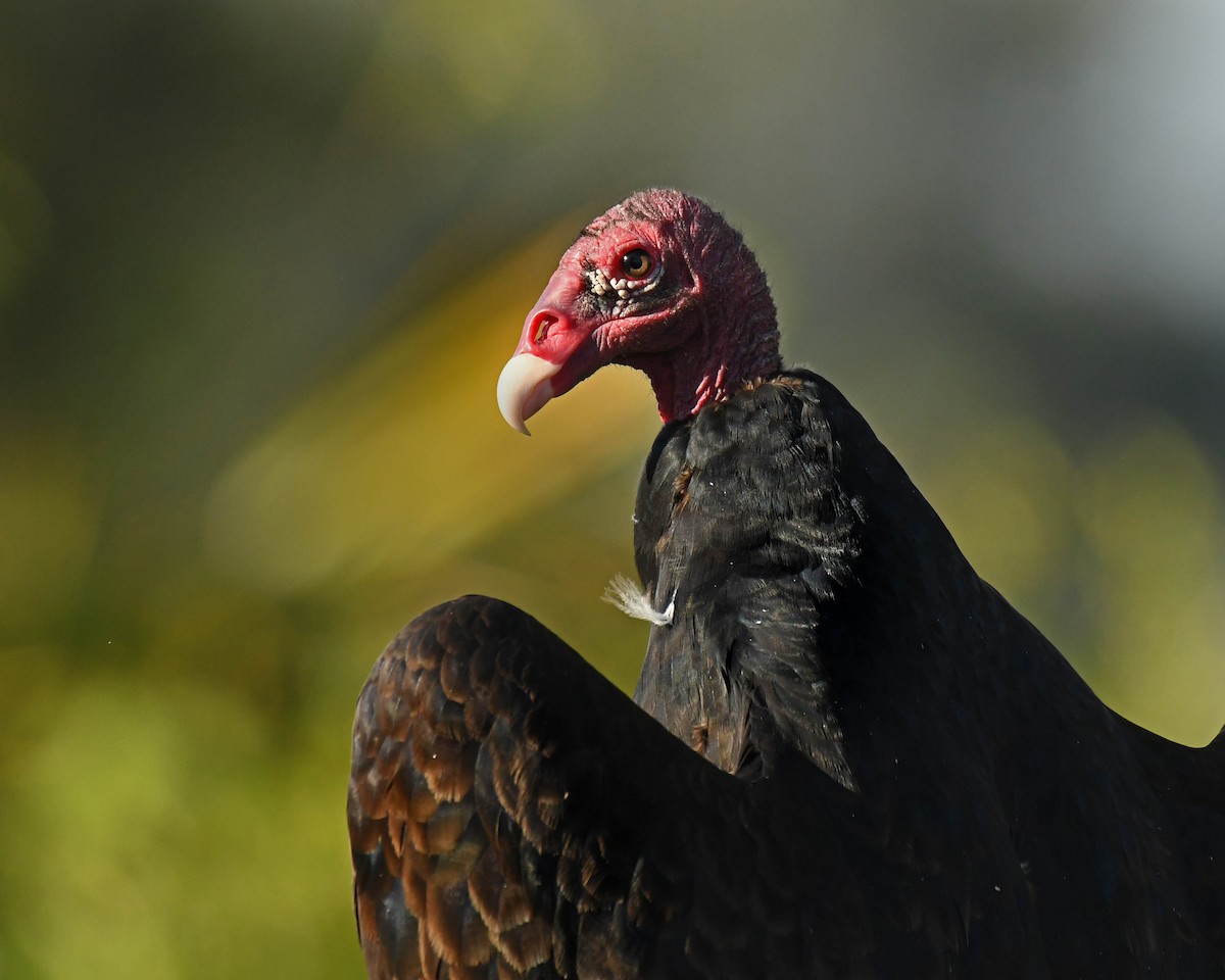 Turkey Vulture - ML392658971