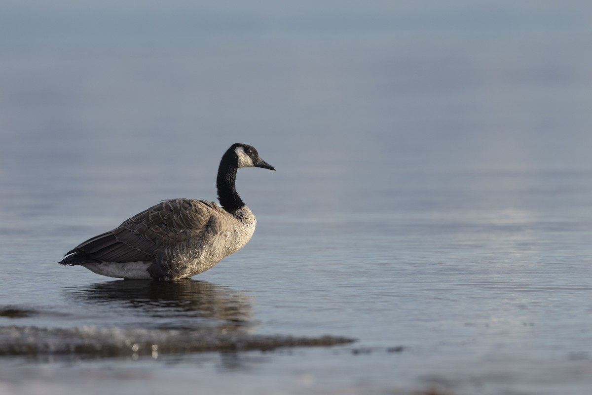 Canada Goose - bellemare celine