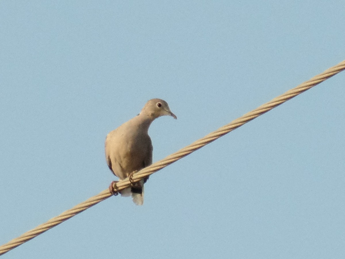 Eurasian Collared-Dove - ML392667831