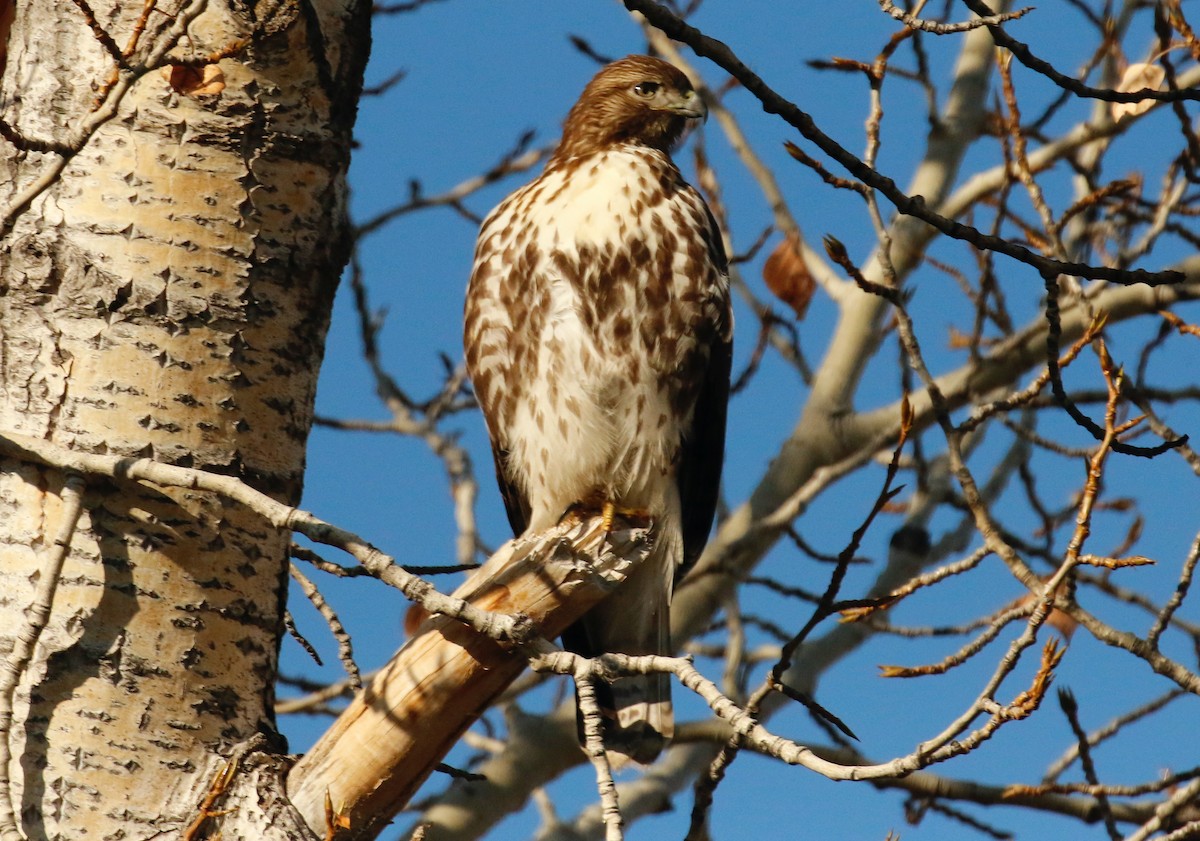 Red-tailed Hawk - ML392673561