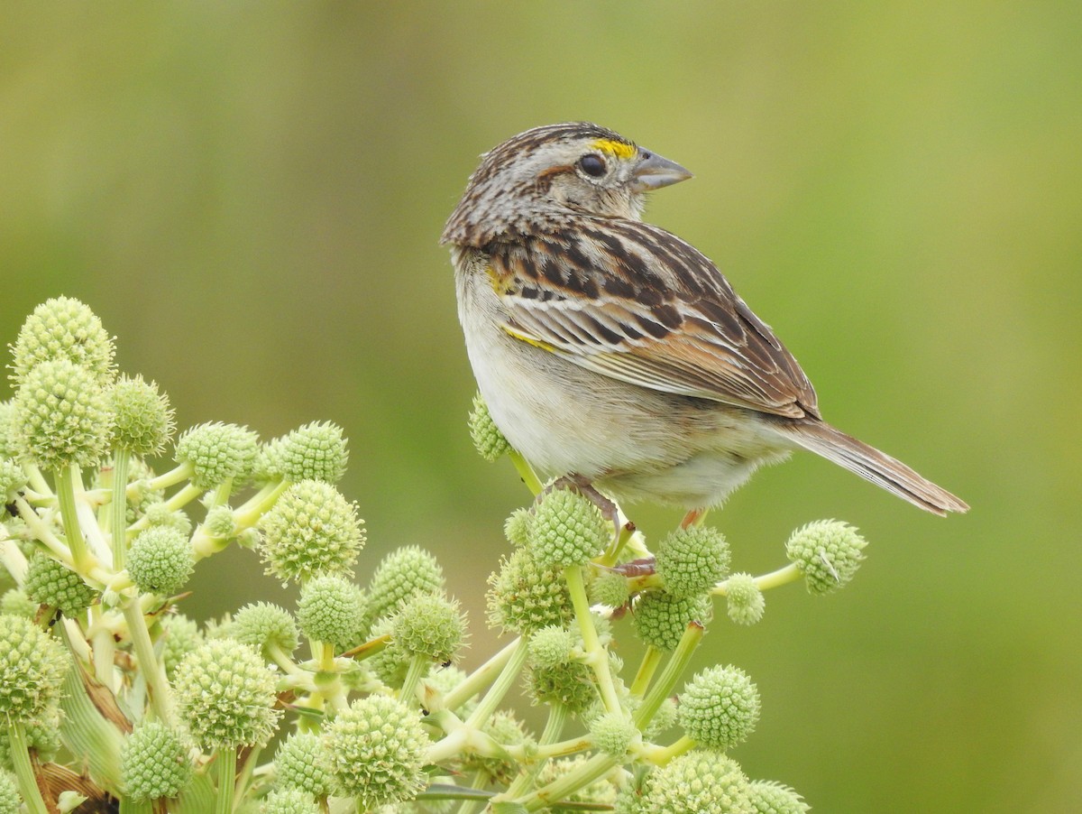 Grassland Sparrow - ML392673721