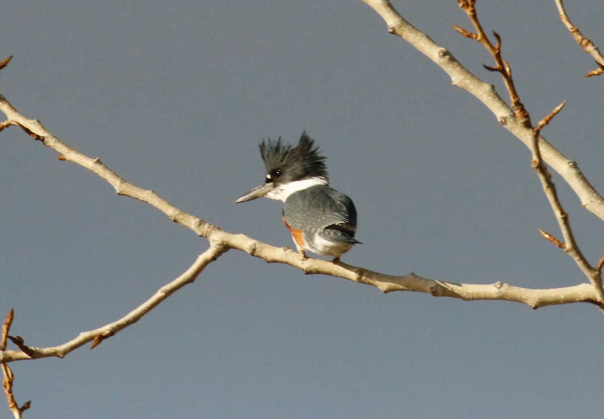 Belted Kingfisher - ML392673741