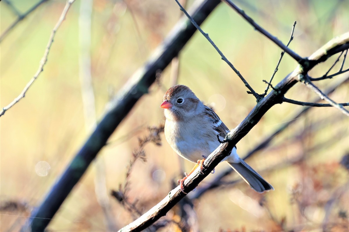 Field Sparrow - Ronald Goddard