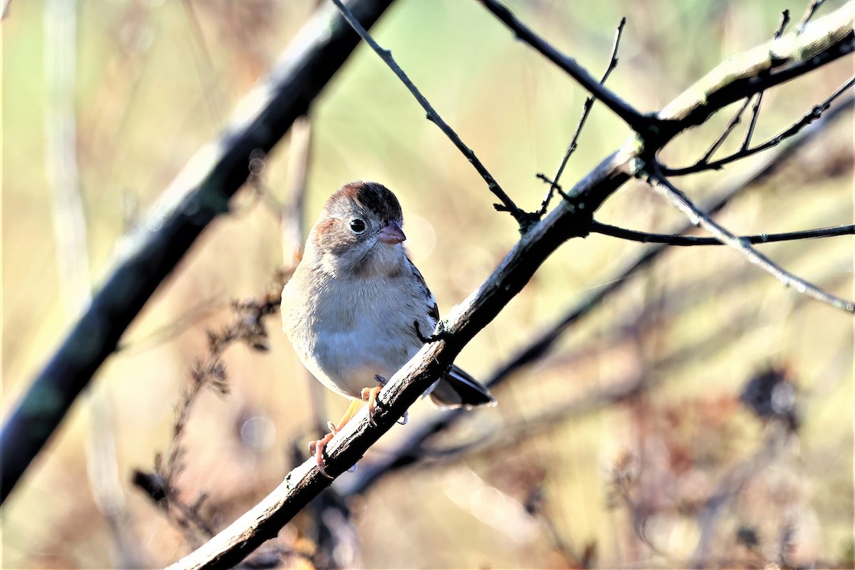 Field Sparrow - Ronald Goddard