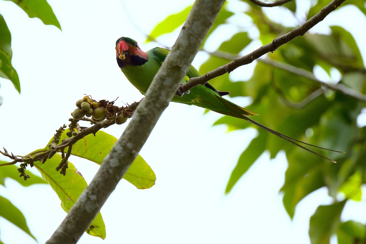 Long-tailed Parakeet - VINODKUMAR SARANATHAN