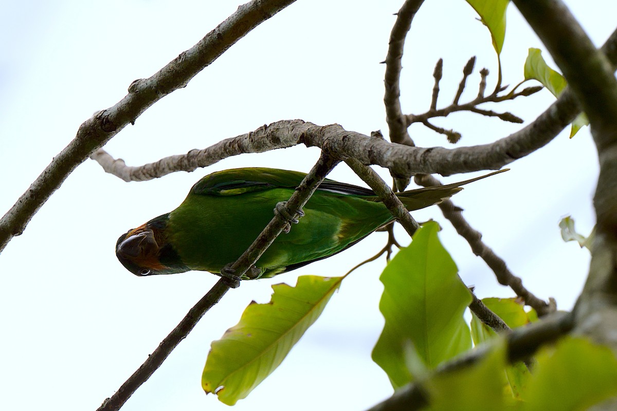 Long-tailed Parakeet - ML392676041
