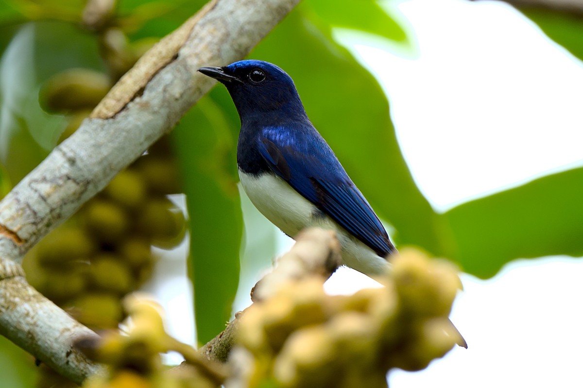 Blue-and-white Flycatcher - ML392676051