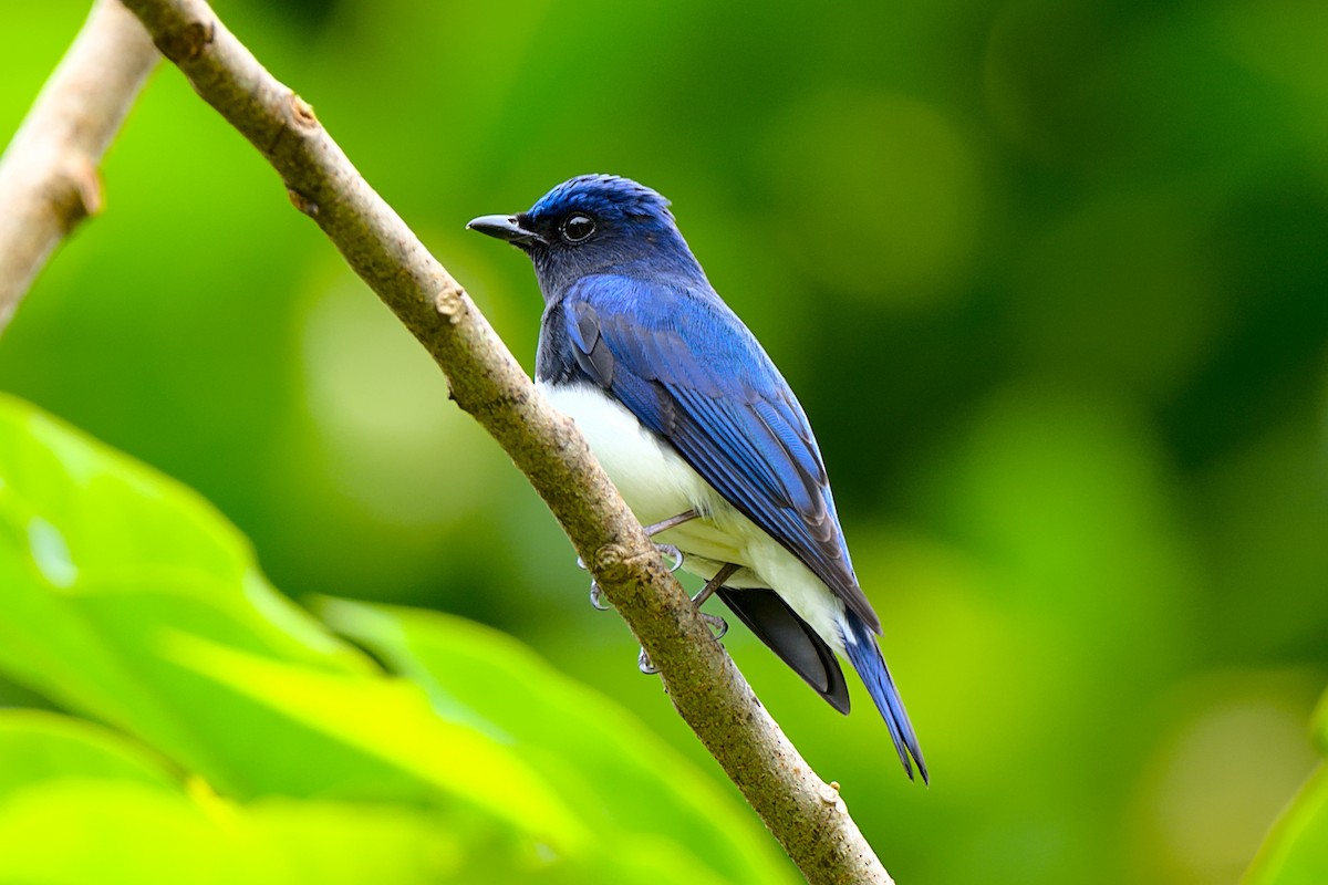Blue-and-white Flycatcher - ML392676081