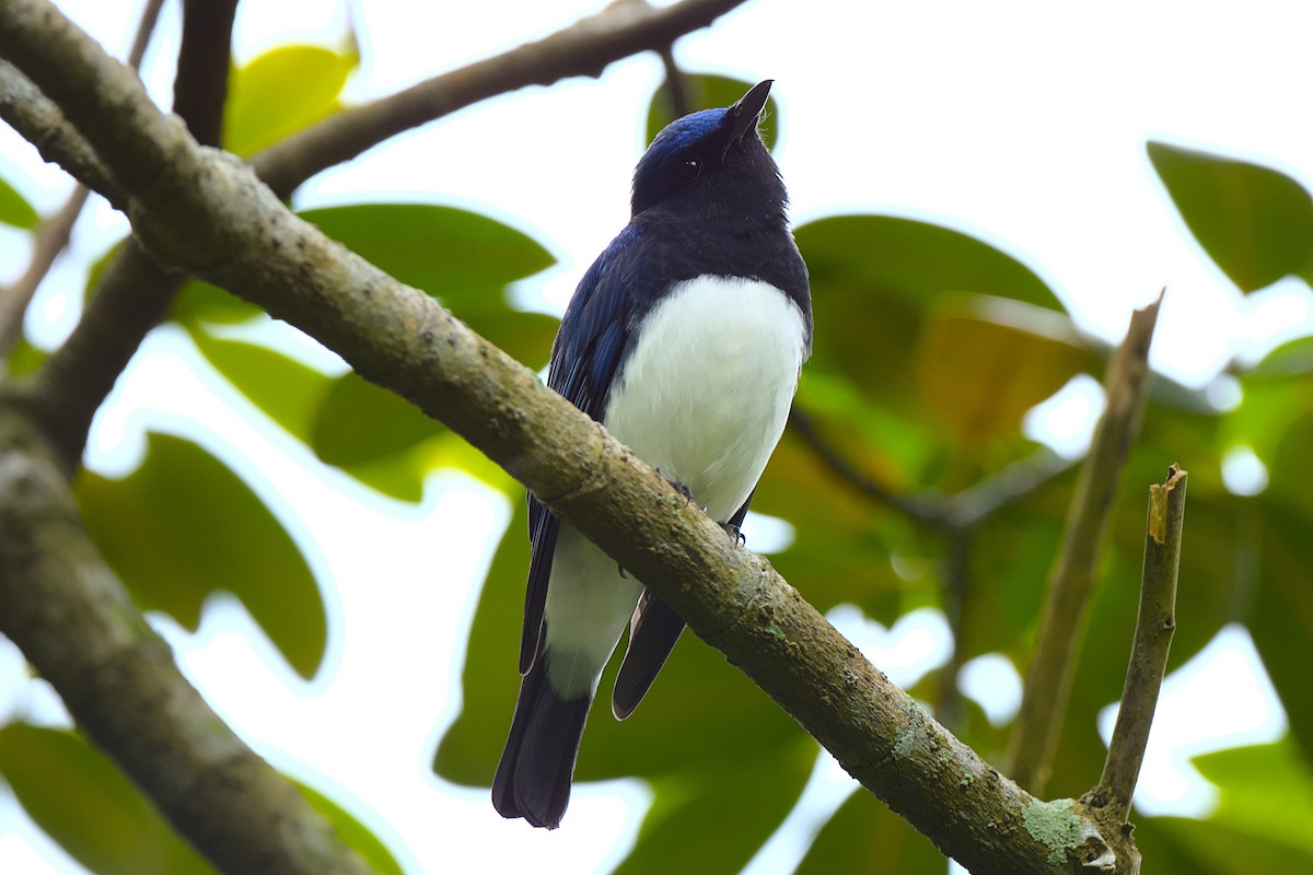 Blue-and-white Flycatcher - ML392676191