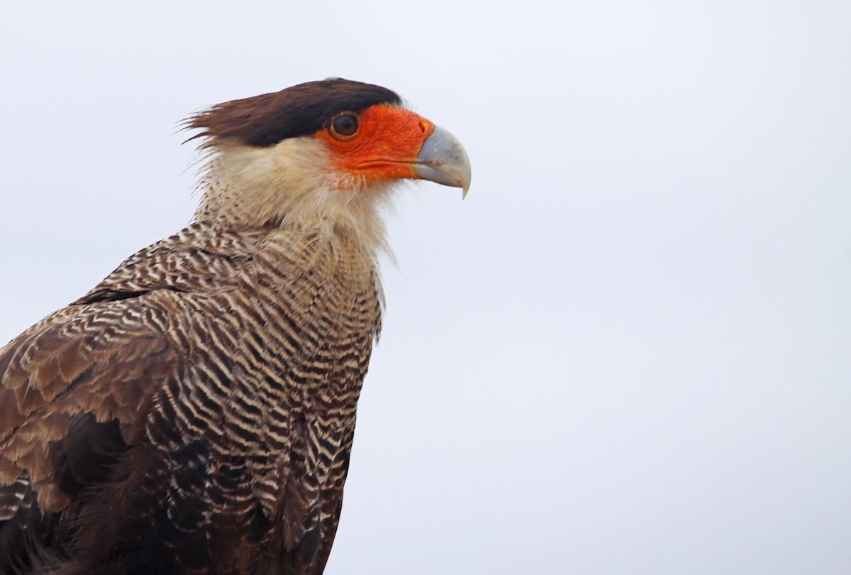 Crested Caracara (Southern) - ML392677711