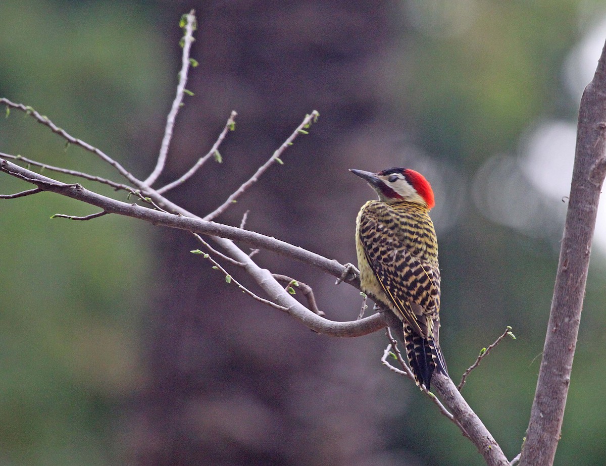 Green-barred Woodpecker (Green-barred) - ML392679361