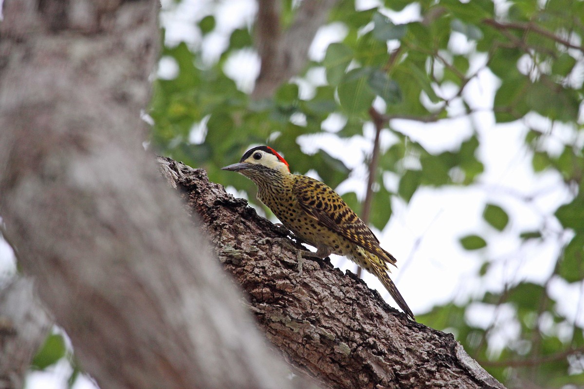 Green-barred Woodpecker (Green-barred) - ML392683181