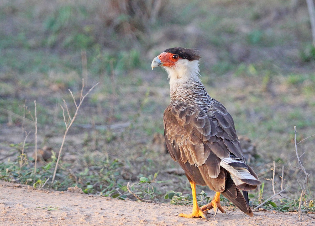 Crested Caracara (Southern) - ML392683941