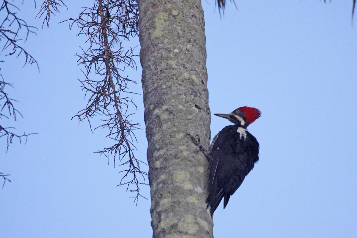 Lineated Woodpecker (Lineated) - Ricardo Santamaria