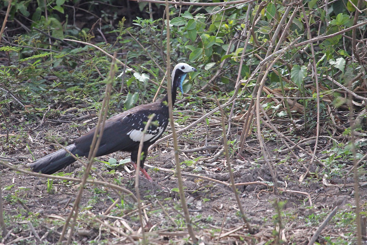 White-throated Piping-Guan - ML392687261