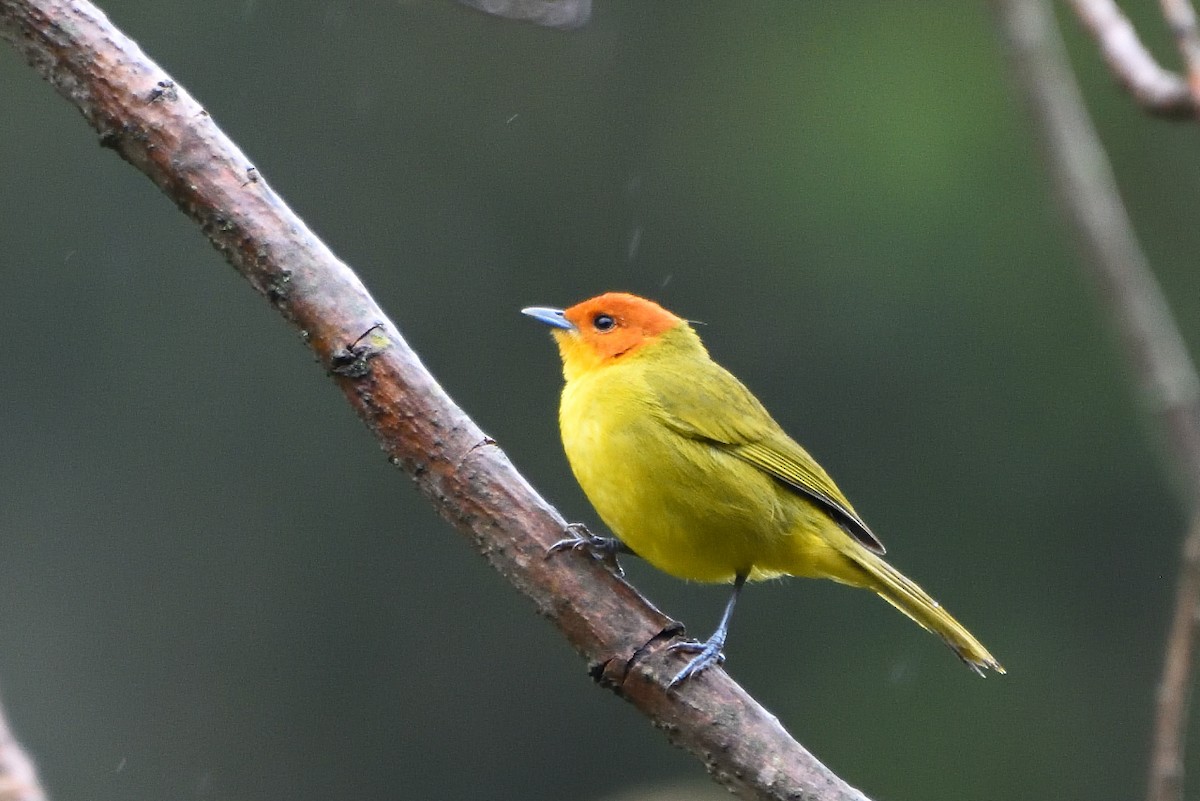 Rust-and-yellow Tanager - ML392687371