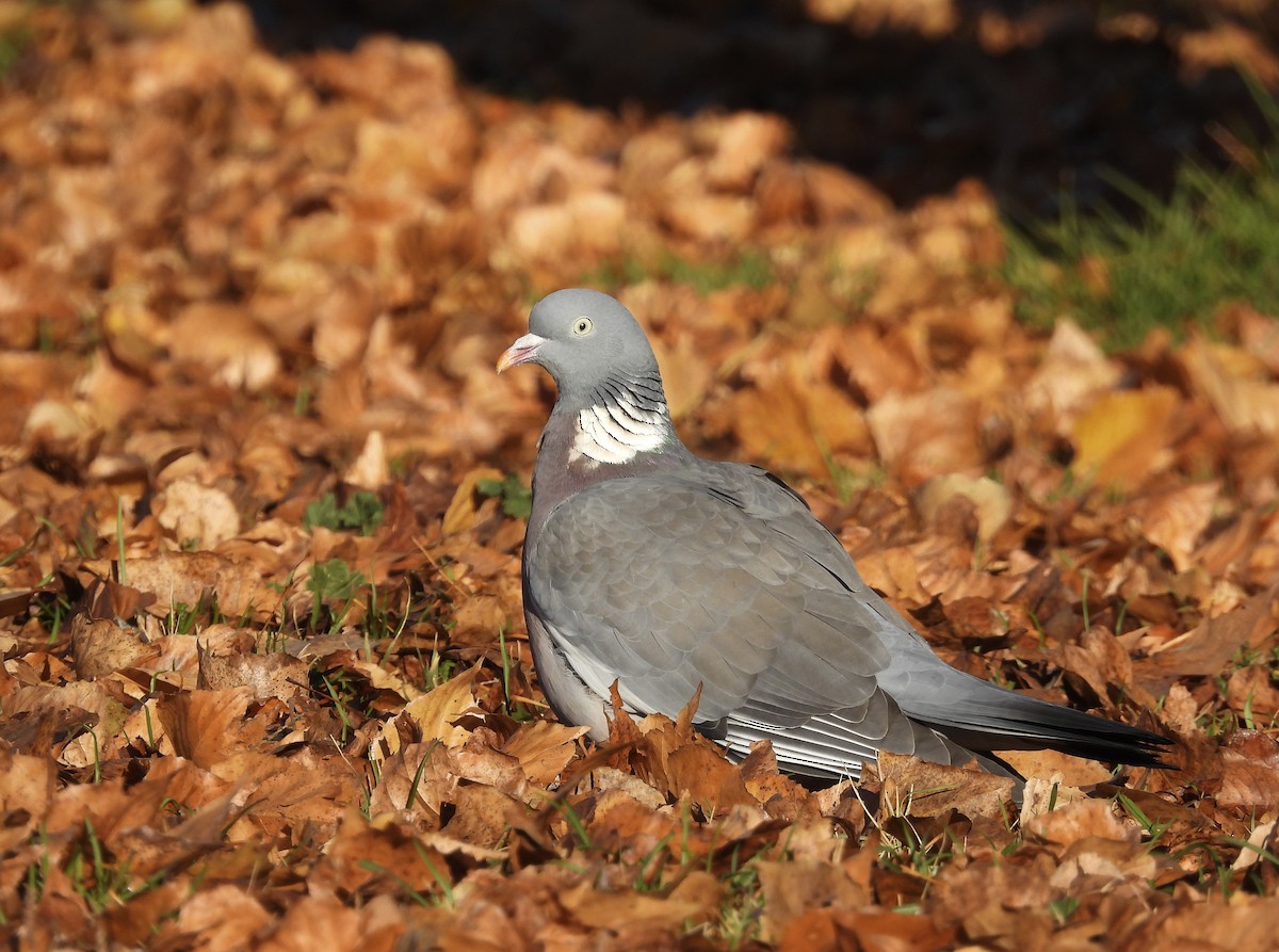 Common Wood-Pigeon - ML392687701