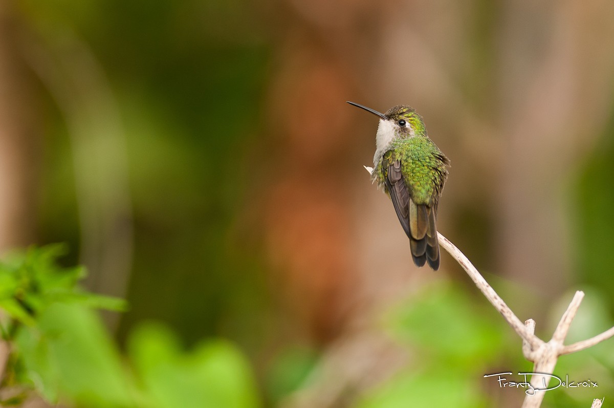 kolibřík kubánský - ML39268931