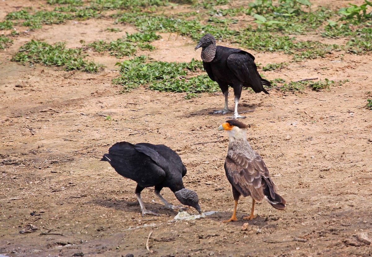 Crested Caracara (Southern) - ML392689351