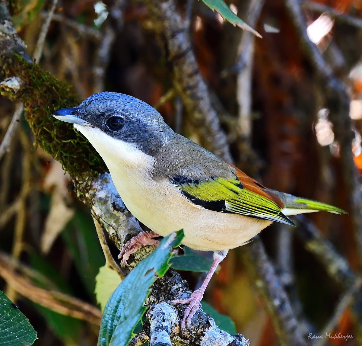 White-browed Shrike-Babbler (Himalayan) - ML392692221