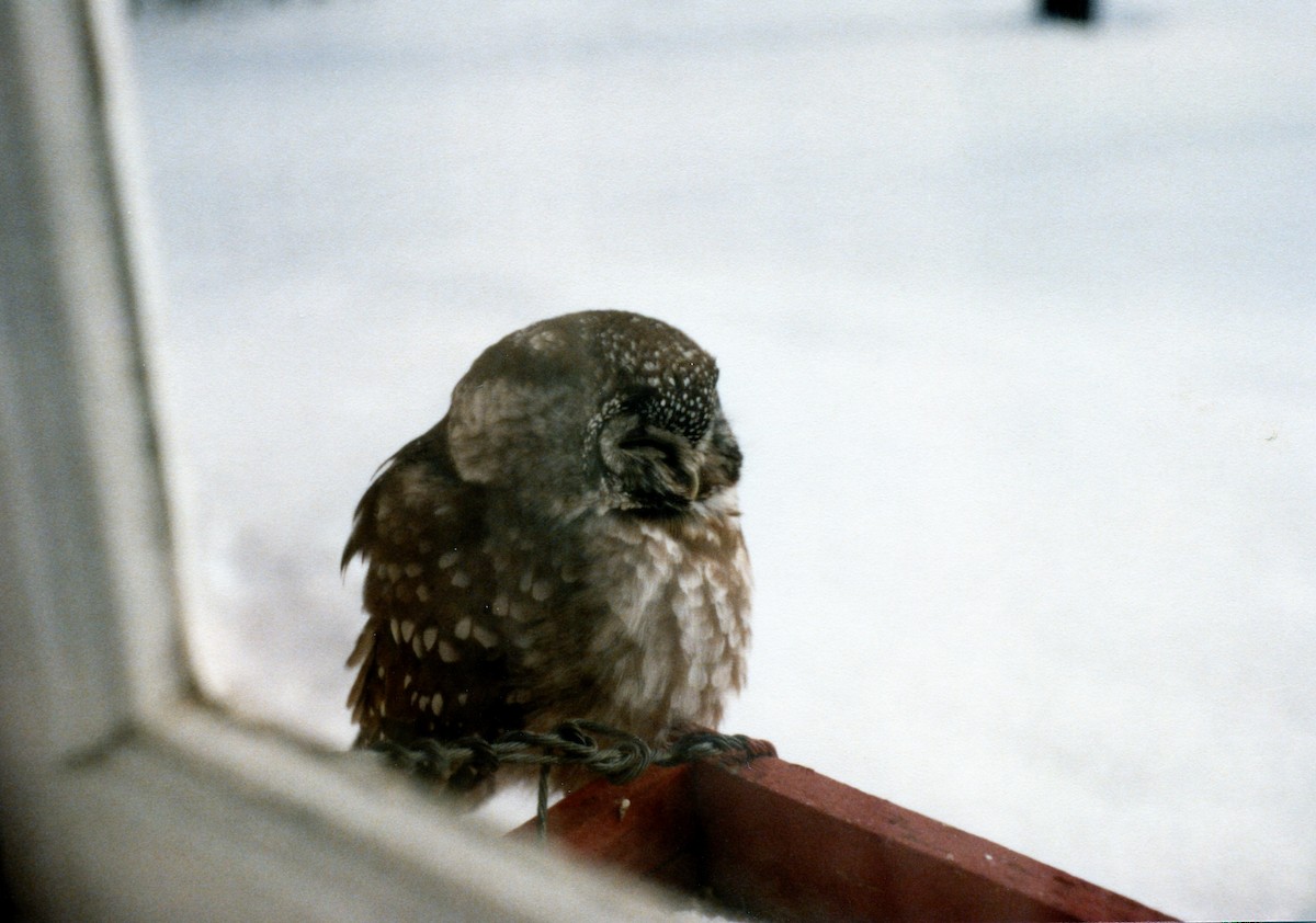 Boreal Owl - Yvon Bigras