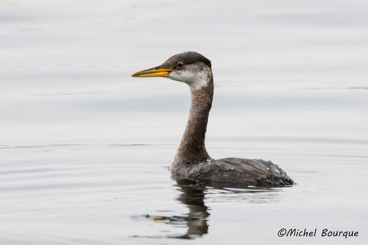 Red-necked Grebe - ML392697651