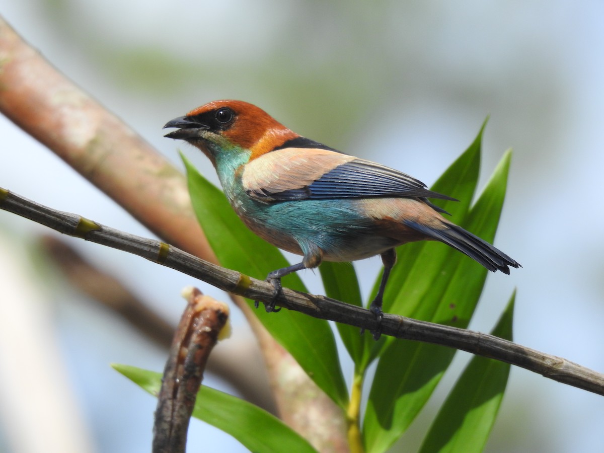 Black-backed Tanager - ML392700811