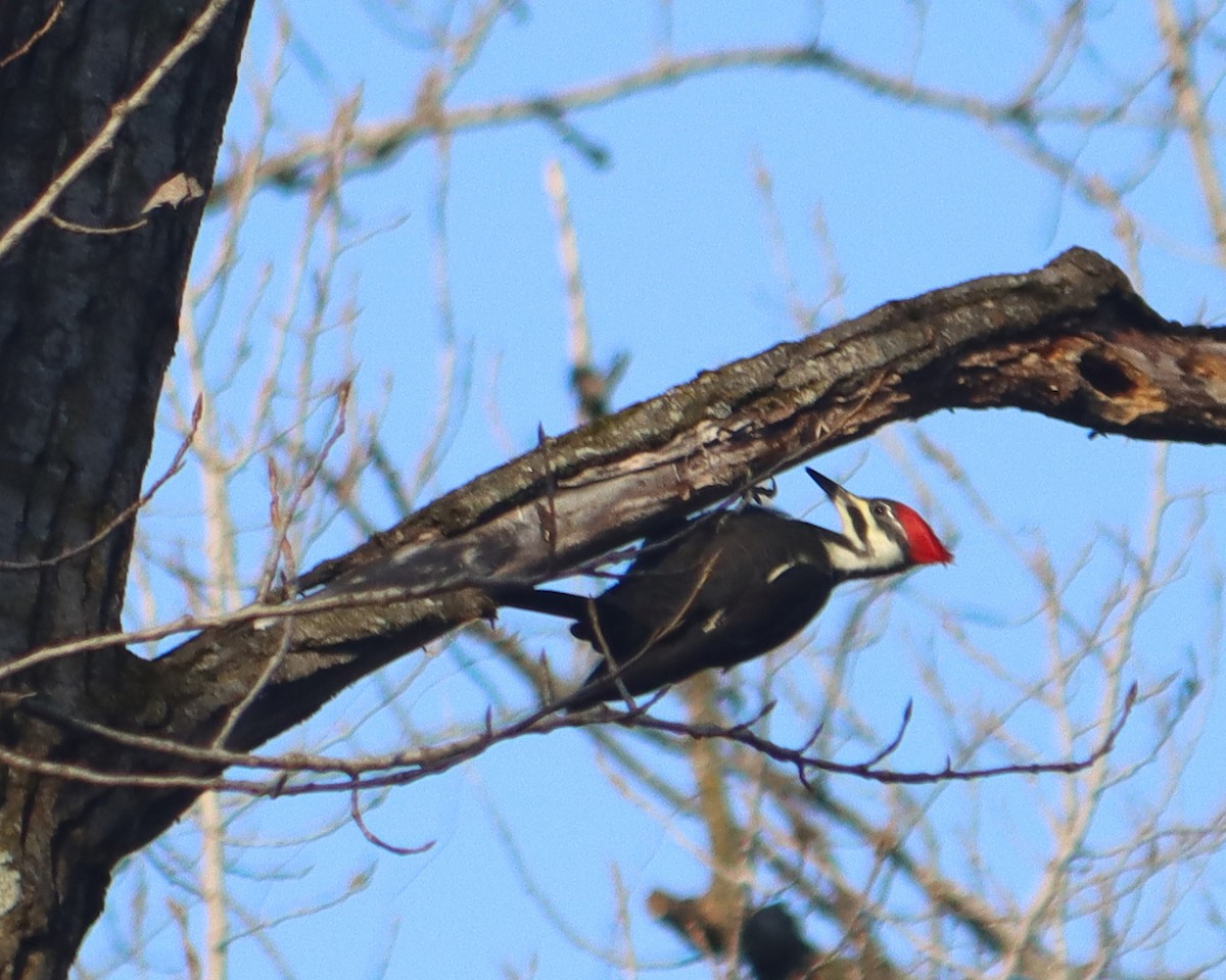 Pileated Woodpecker - ML392703171