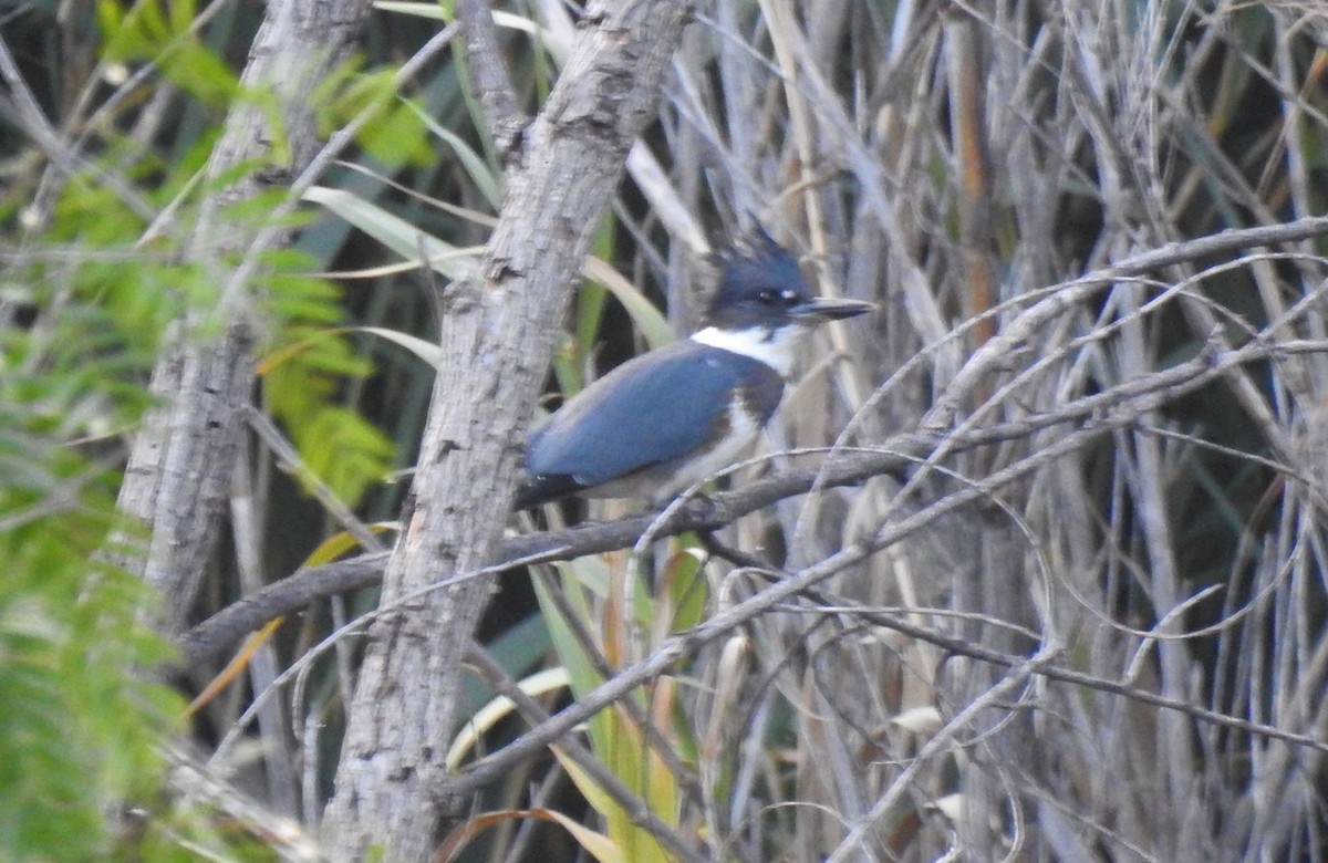Belted Kingfisher - ML392703881