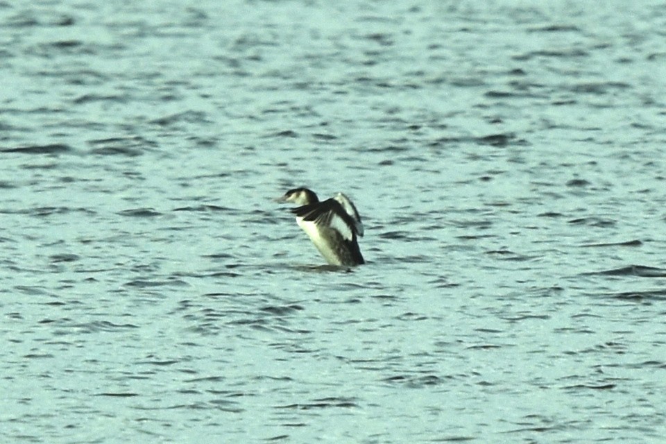 Great Crested Grebe - ML392705431