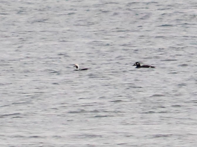 Long-tailed Duck - ML392709341
