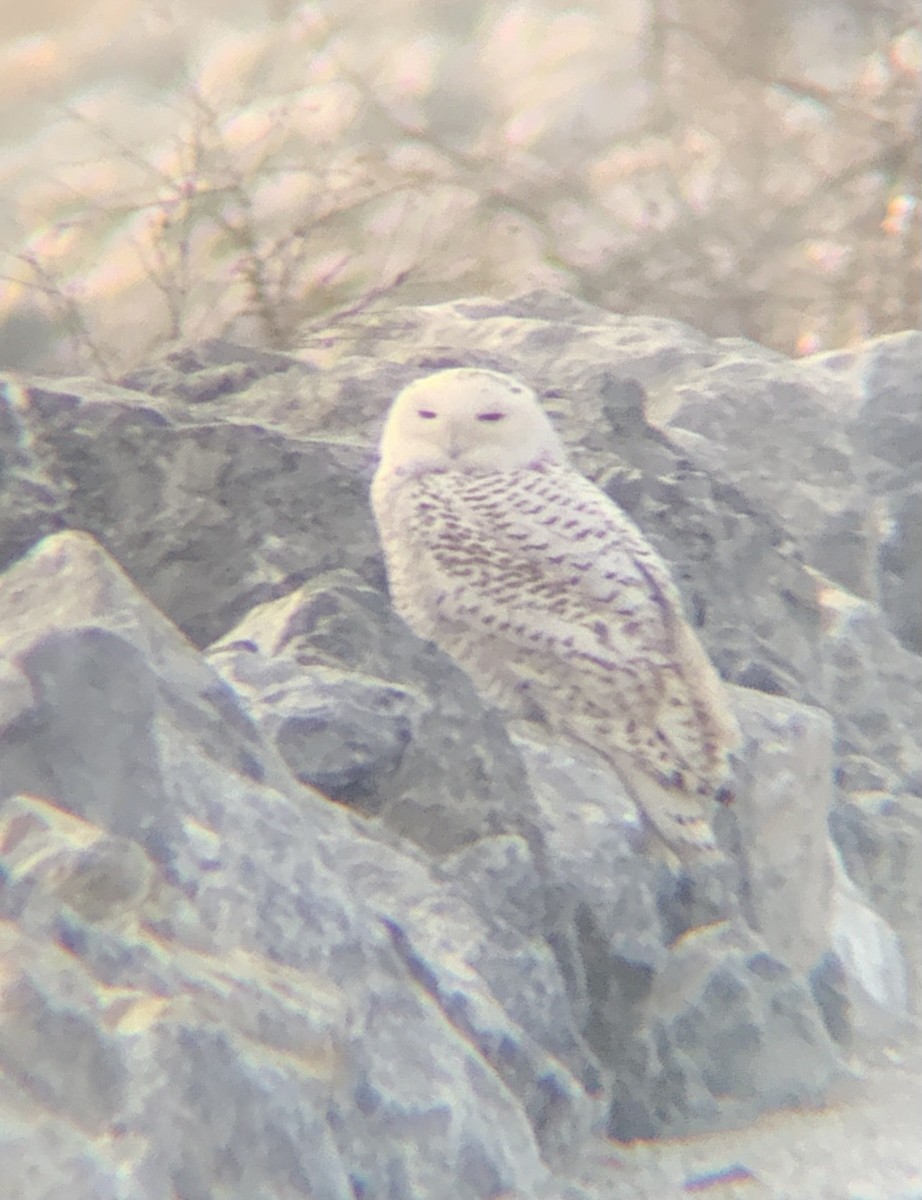 Snowy Owl - ML392713281