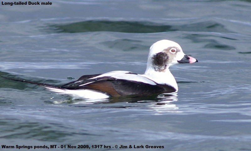 Long-tailed Duck - ML392718261