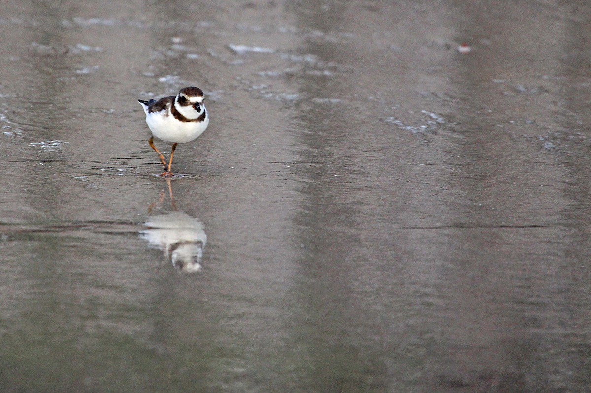 Collared Plover - ML392719691