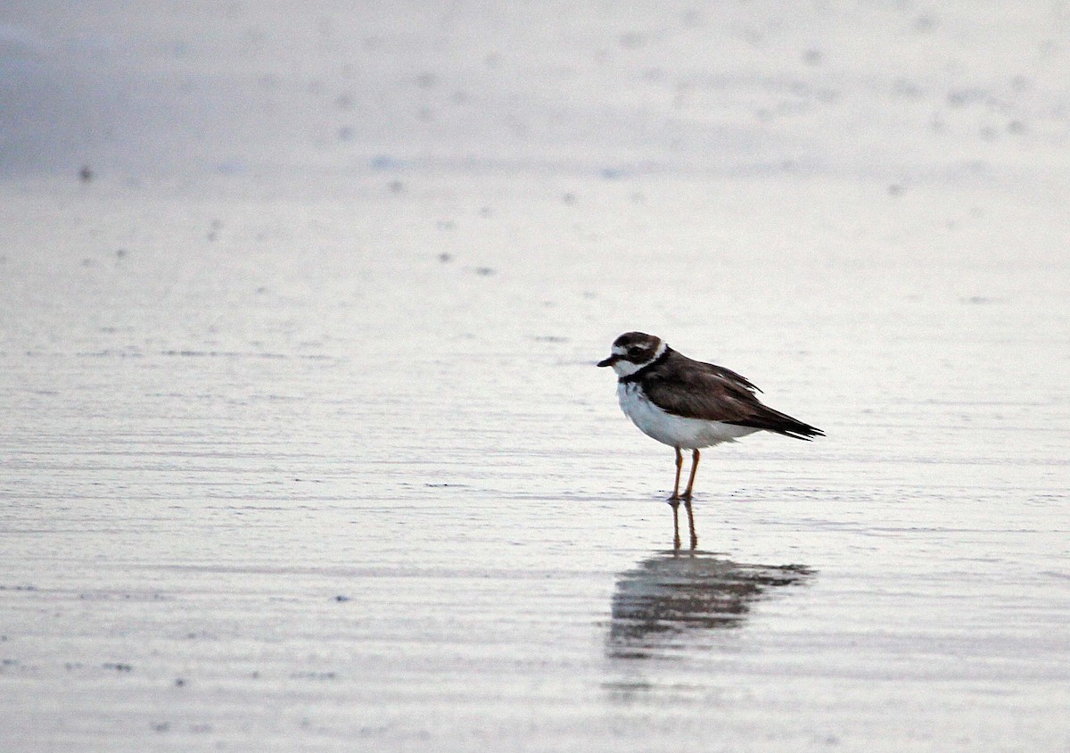 Collared Plover - ML392719701