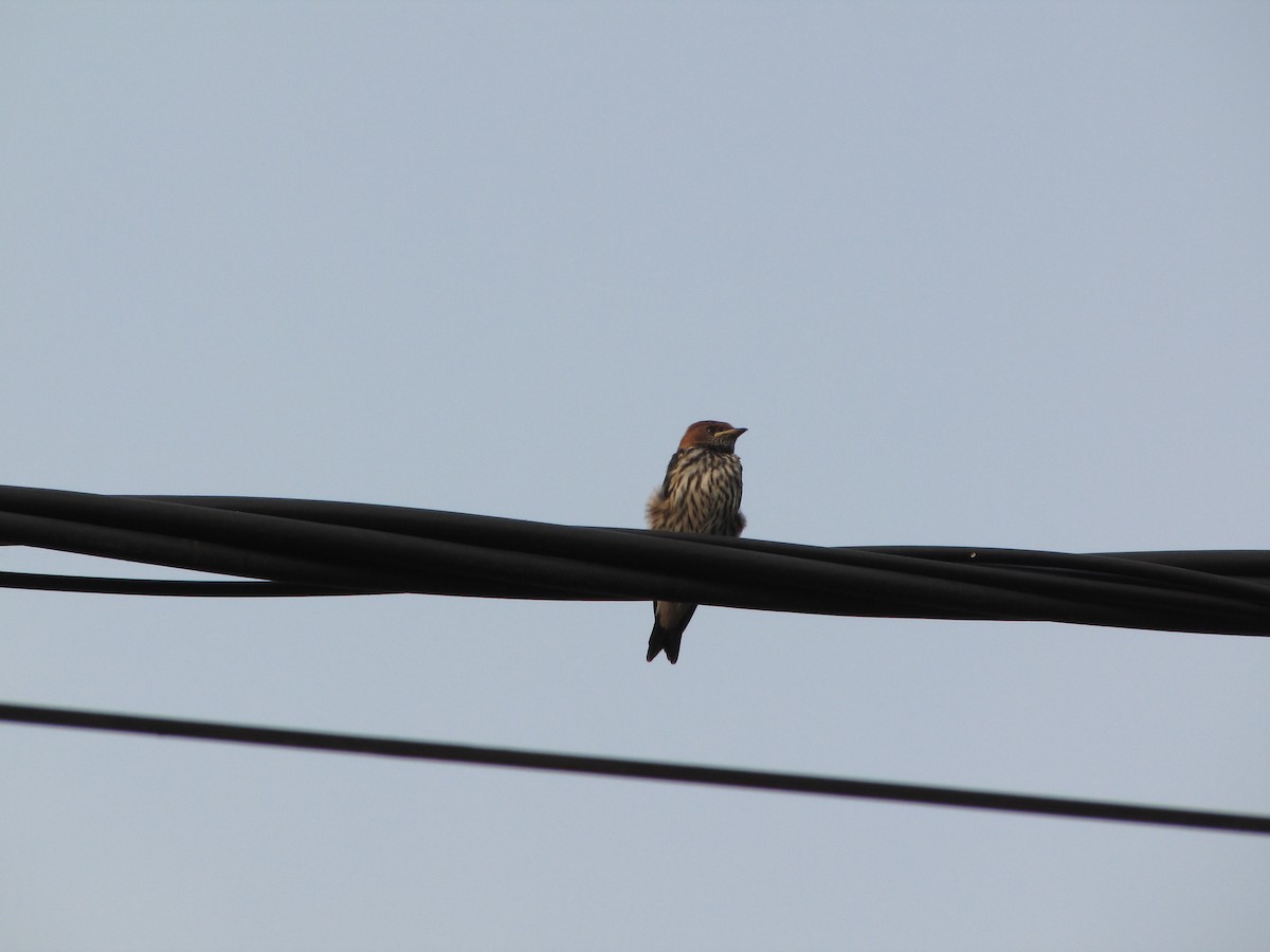 Lesser Striped Swallow - ML39271971