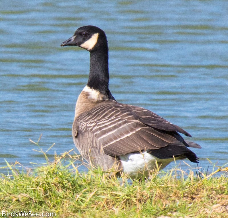 Cackling Goose (Aleutian) - Chris  Llewellyn