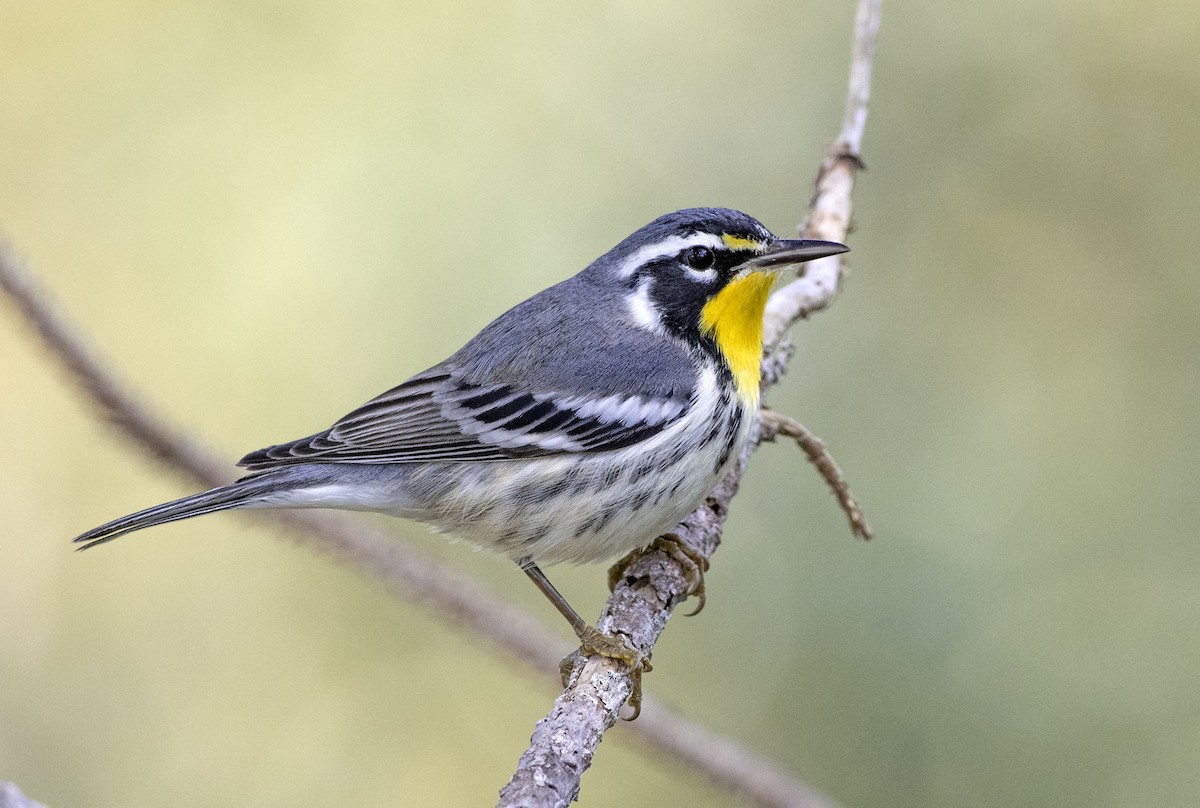 Yellow-throated Warbler - Denny Swaby