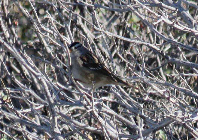 White-crowned Sparrow - ML39272751