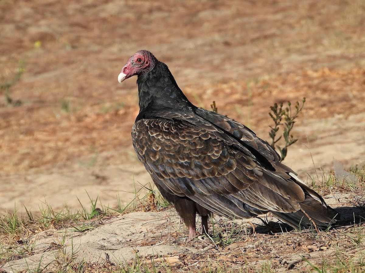 Turkey Vulture - ML392727721