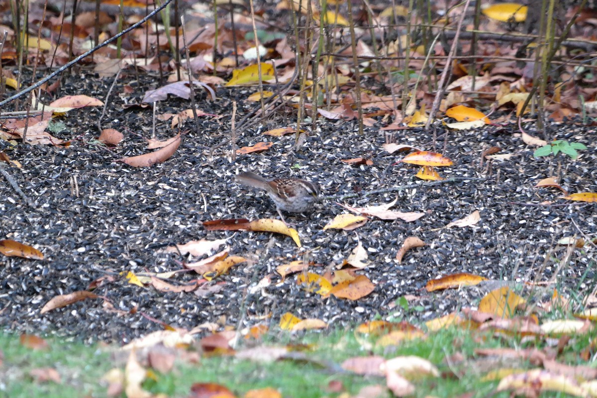 White-throated Sparrow - ML39272931