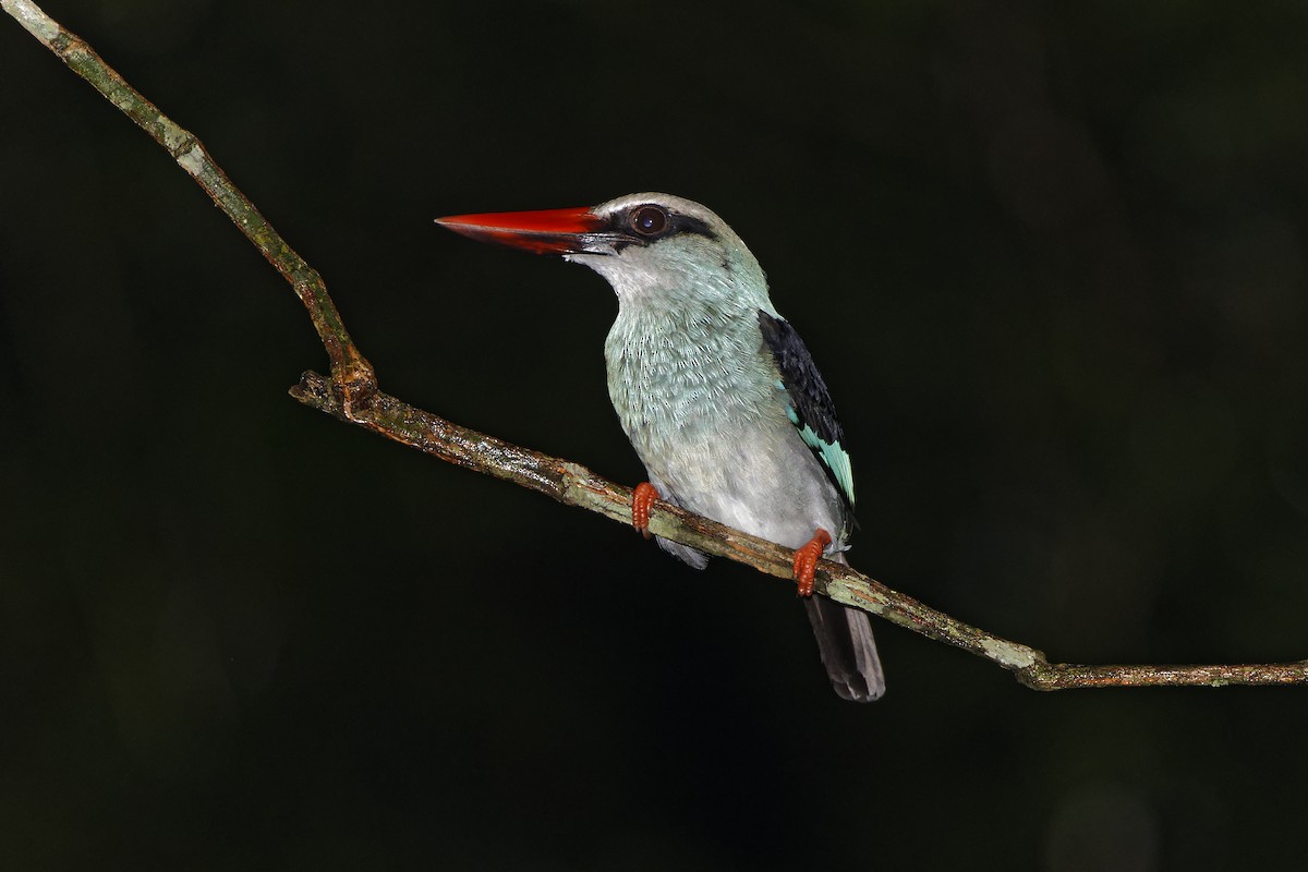 Blue-breasted Kingfisher - ML392732751