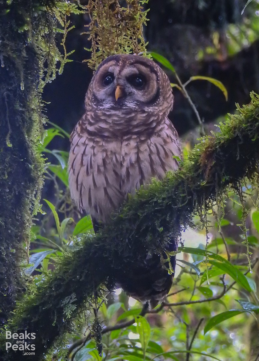 Fulvous Owl - Katinka Domen